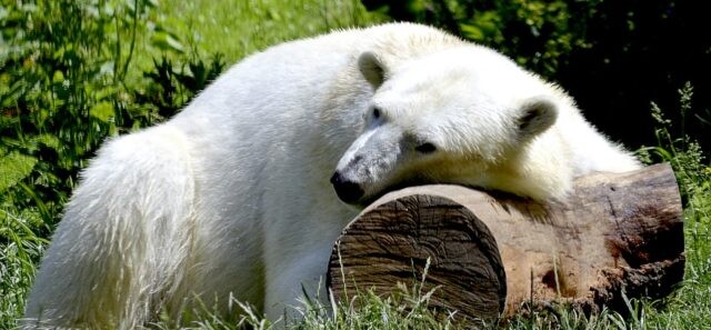 Rest Animal Predator Bear Polar Bear Sleep White